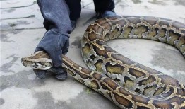 巨蛇吃麻瓜视频在线观看,惊心动魄的在线观看体验