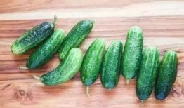 茄瓜发黄还可以吃吗视频,揭秘能否安全食用