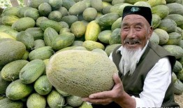 台北人吃哈密瓜好吗视频,甜蜜滋味与异域风情碰撞