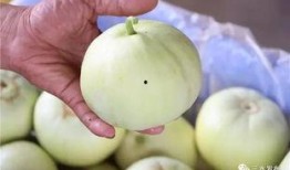 甜心三水吃瓜视频