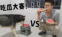 二哈搞笑视频带你吃瓜