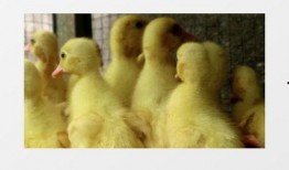 小鸭子可以吃蜜瓜吗视频,小鸭子尝鲜蜜瓜视频解析