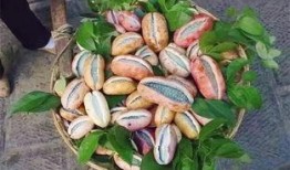 小赵吃八月瓜视频大全下载,小赵带你探索视频大全下载攻略