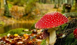 黑料网吃瓜蘑菇视频下载,揭秘热门视频背后的秘密