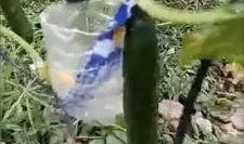 重庆前天吃瓜事件视频,一场网络热议的瓜田奇谈