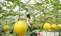 昌乐吃瓜事件视频