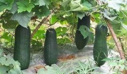 宜兴吃瓜视频,揭秘当地特色美食与风土人情