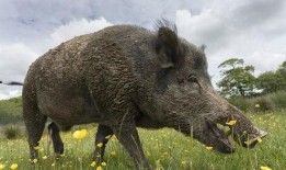 野猪吃哈密瓜视频,哈密瓜成美食盛宴