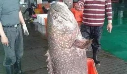 渔民进台湾吃瓜视频大全,一场别开生面的吃瓜盛宴