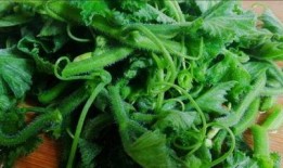 花妞吃山椒凤瓜视频,辣味十足，味蕾大满足！