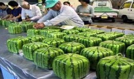 日本瓜如何去皮吃的视频,尽享日本瓜美味——视频教学揭秘