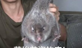 竹鼠吃瓜的视频大全集,瓜田里的欢乐食客大集合