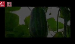 眉村大瓜吃瓜群众视频