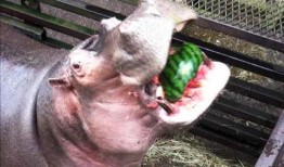 河马哥吃瓜视频,揭秘娱乐圈幕后真相