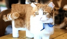 猫咪吃瓜收纳游戏视频教程,趣味互动，打造整洁猫窝