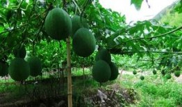 吊瓜怎么吃吊瓜视频,轻松学会吊瓜美味吃法