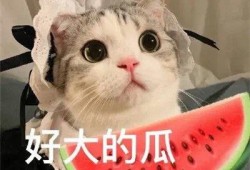 八卦吃瓜萌宠视频下载,揭秘吃瓜萌宠视频下载背后的趣味世界