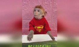 猴哥吃瓜中毒视频