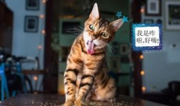 猫咪吃洋瓜视频,萌宠尝鲜记