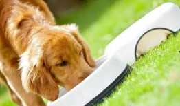 茄瓜能给狗吃吗视频大全,视频大全揭秘营养与注意事项