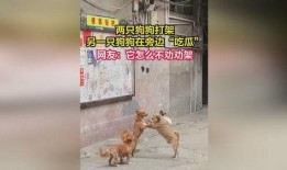 狗打架吃瓜视频播放大全,盘点热门狗狗打架吃瓜视频大全