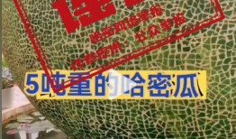 吃哈密瓜视频抖音
