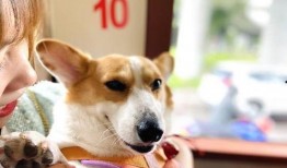 八卦吃瓜萌宠视频下载,揭秘吃瓜萌宠视频下载背后的趣味世界